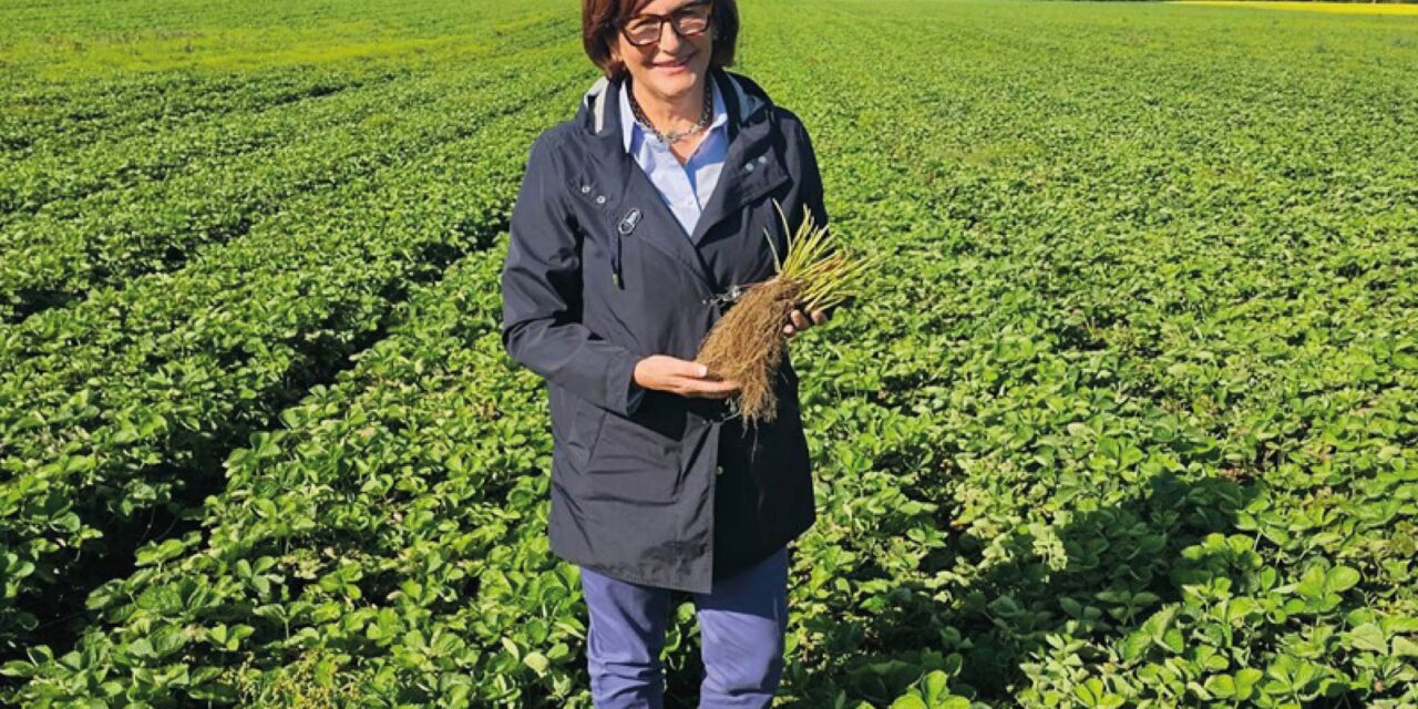 The distribution of strawberry seedlings in the Mediterranean basin started