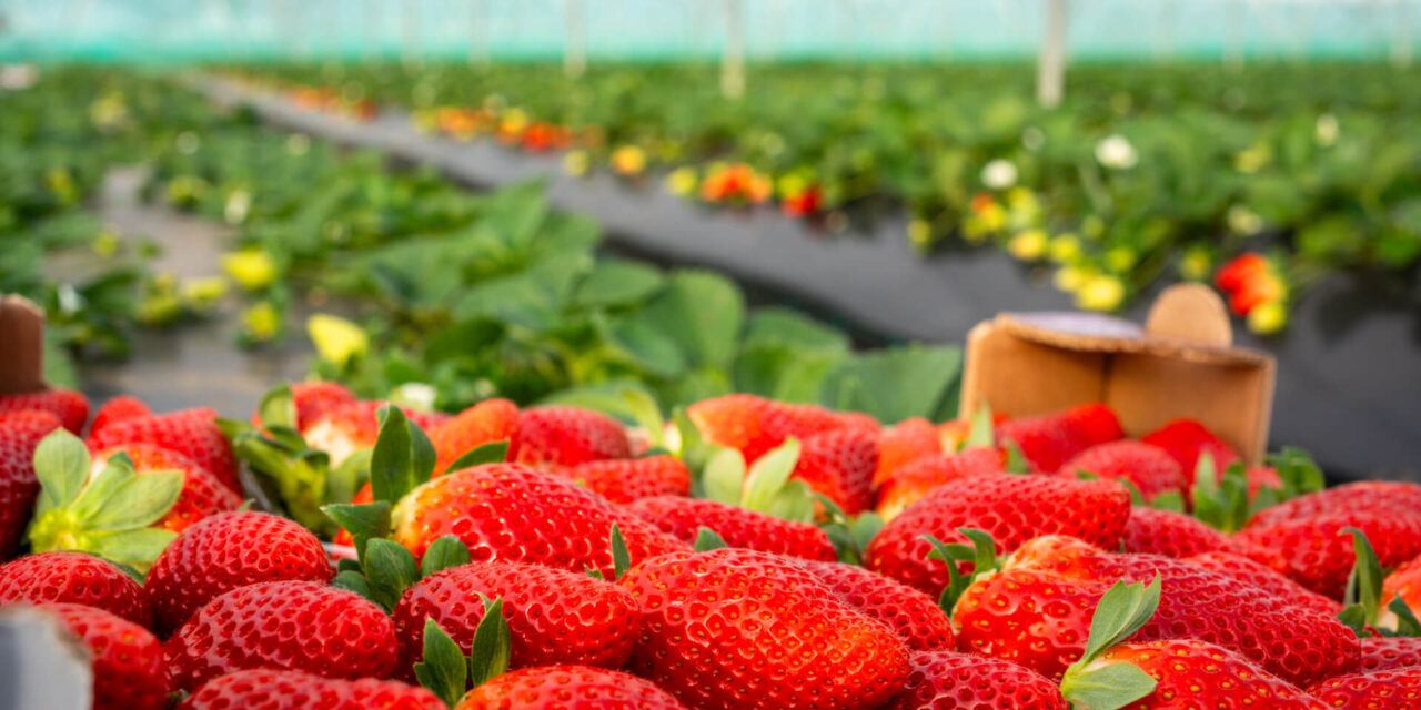 Satisfactory balance for NSG strawberry varieties and innovations on the way