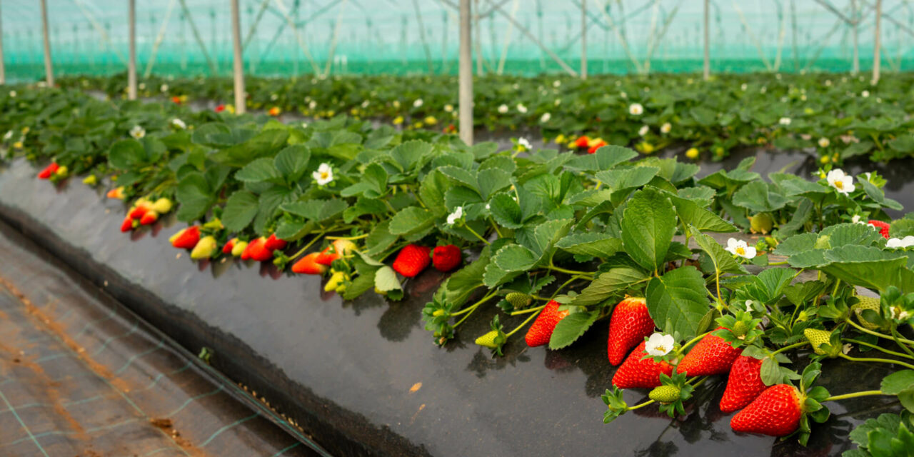 The Marimbella® variety reaches 500 hectares of production in Huelva and is the fastest growing early strawberry option