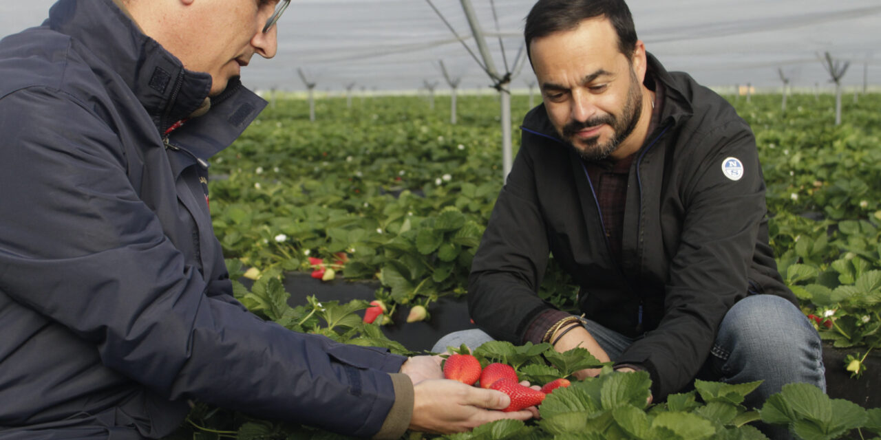 The Marimbella® variety reaches its best productivity records in Huelva, exceeding in April 50,000 kilograms of strawberries per hectare in soil and 68,000 above ground.