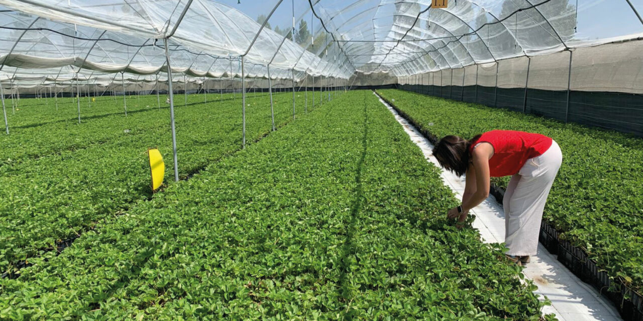 Nova Siri Genetics alcanzará los 150 millones de plantas de sus variedades de fresa, un 15% más que en la anterior campaña